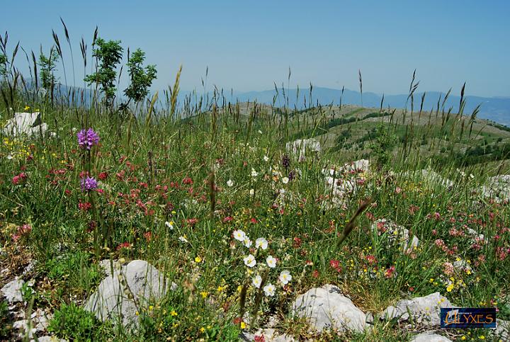 fioritura cilentana.JPG